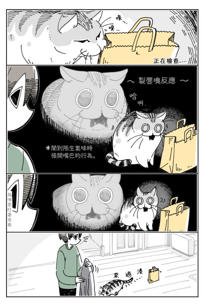 第15话-关于养猫我一直是新手-キュルZ（第2张）