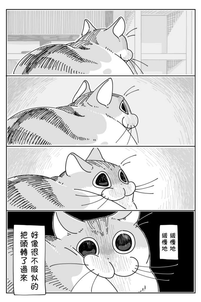 第19话-关于养猫我一直是新手-キュルZ（第3张）