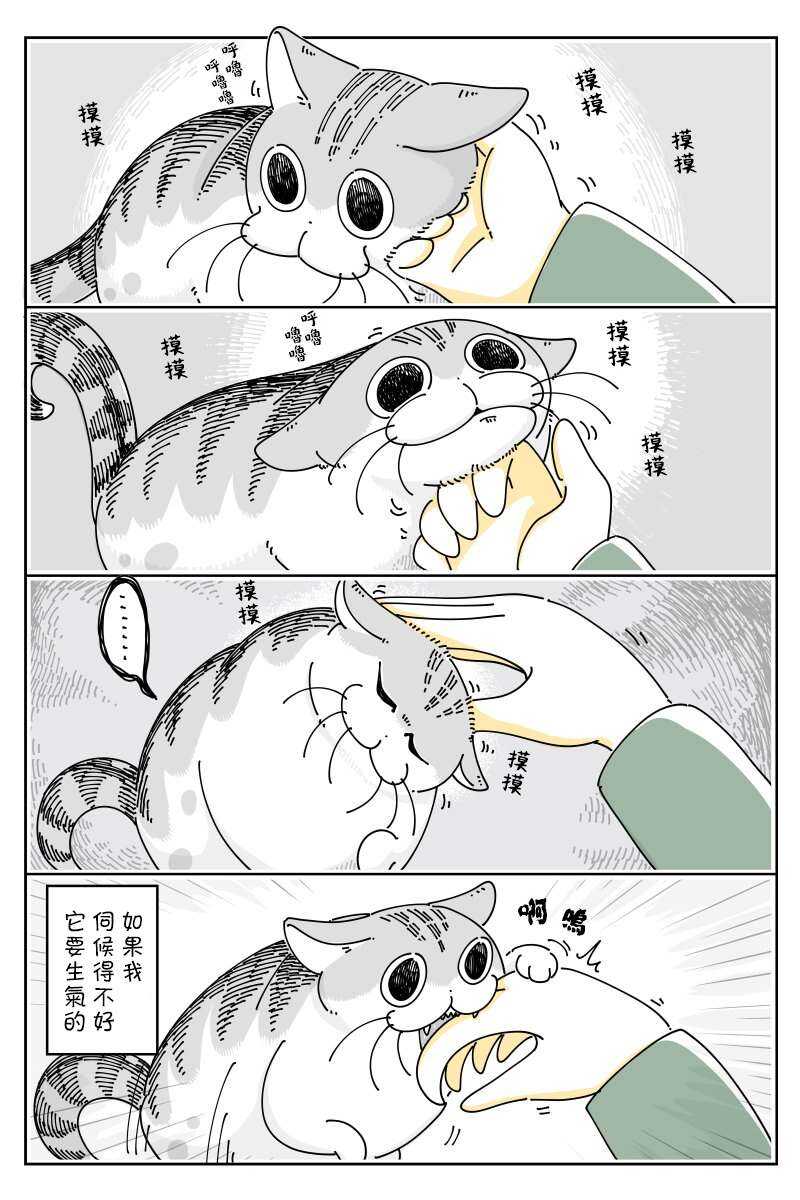 第48话-关于养猫我一直是新手-キュルZ（第2张）