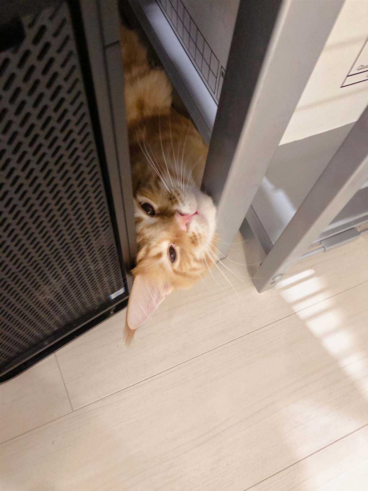 杂图14-我家的猫猫是可爱的女孩子！-40原（第5张）