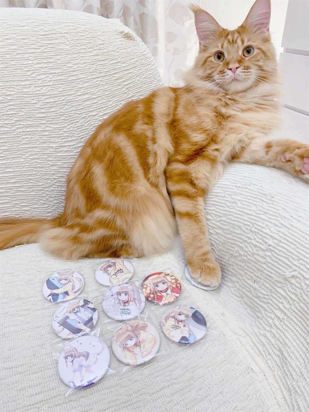 杂图12-我家的猫猫是可爱的女孩子！-40原（第2张）