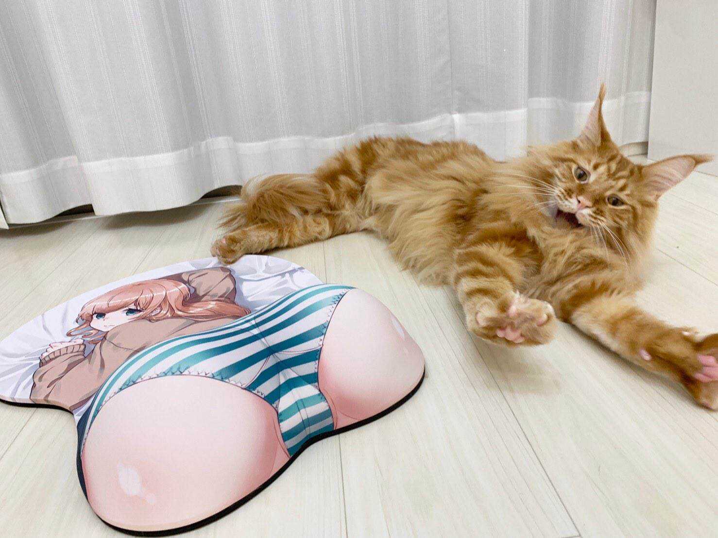 杂图11-我家的猫猫是可爱的女孩子！-40原（第4张）