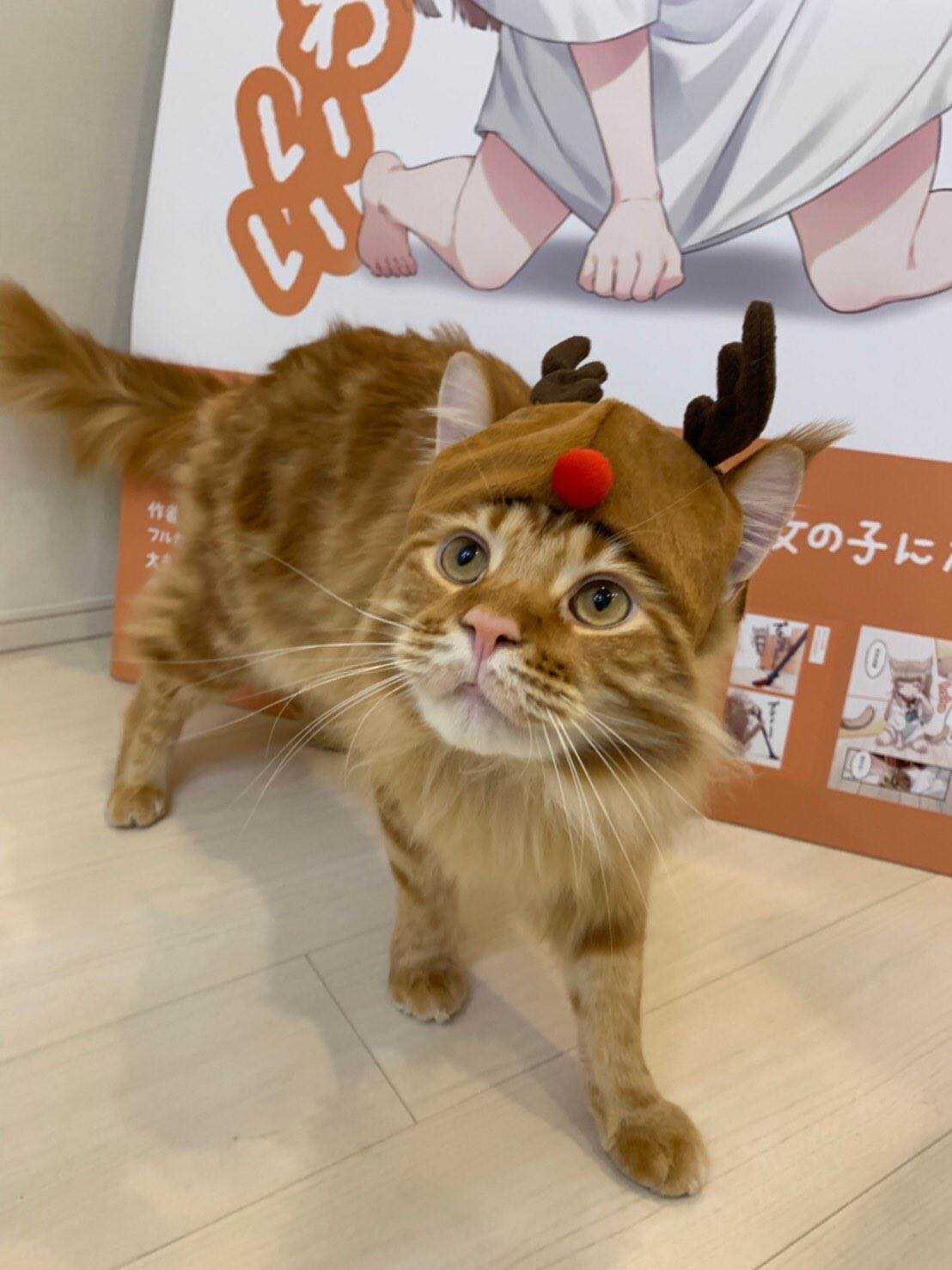 杂图7-我家的猫猫是可爱的女孩子！-40原（第4张）