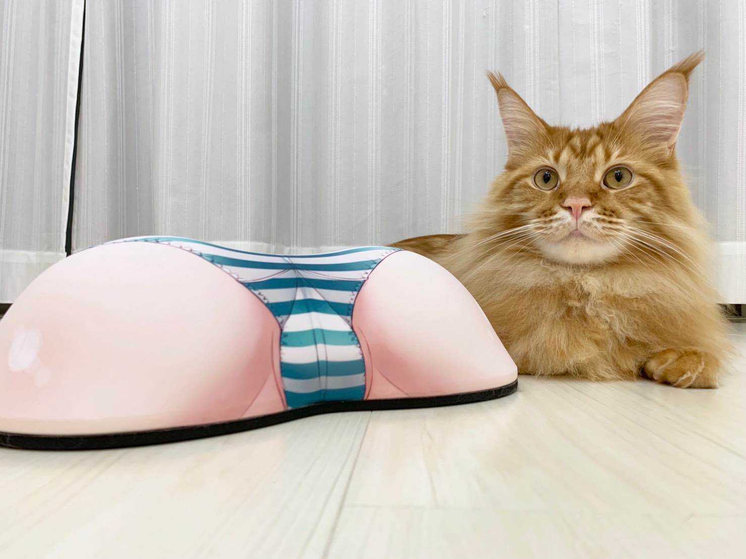 杂图11-我家的猫猫是可爱的女孩子！-40原（第3张）