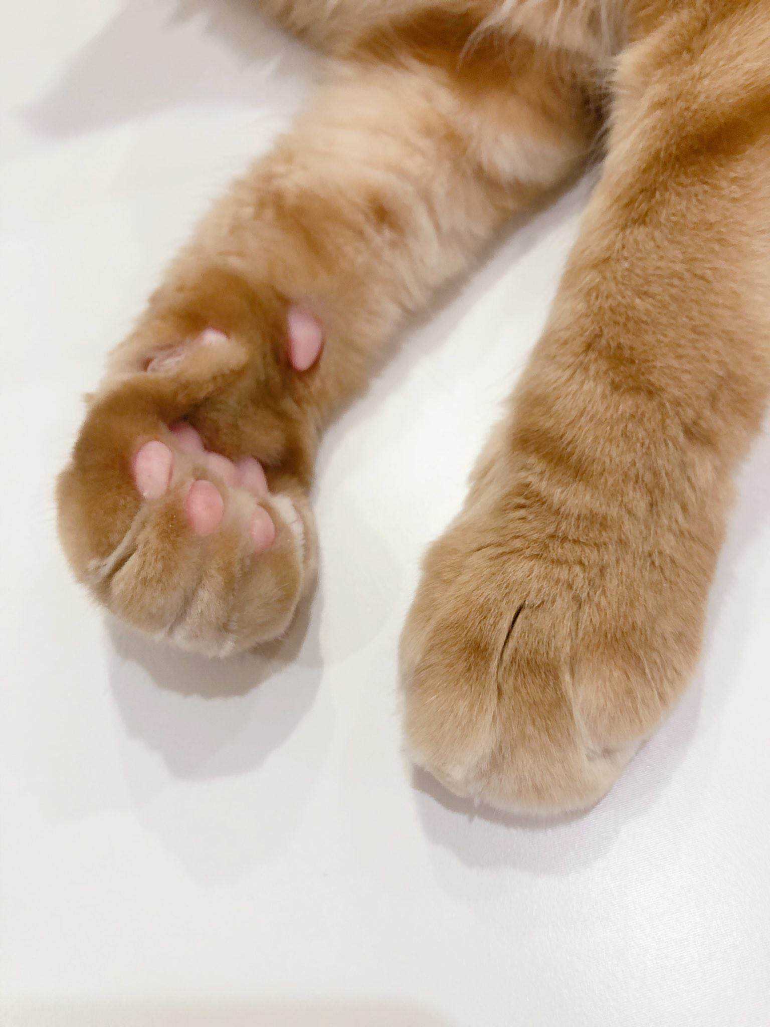杂图10-我家的猫猫是可爱的女孩子！-40原（第5张）