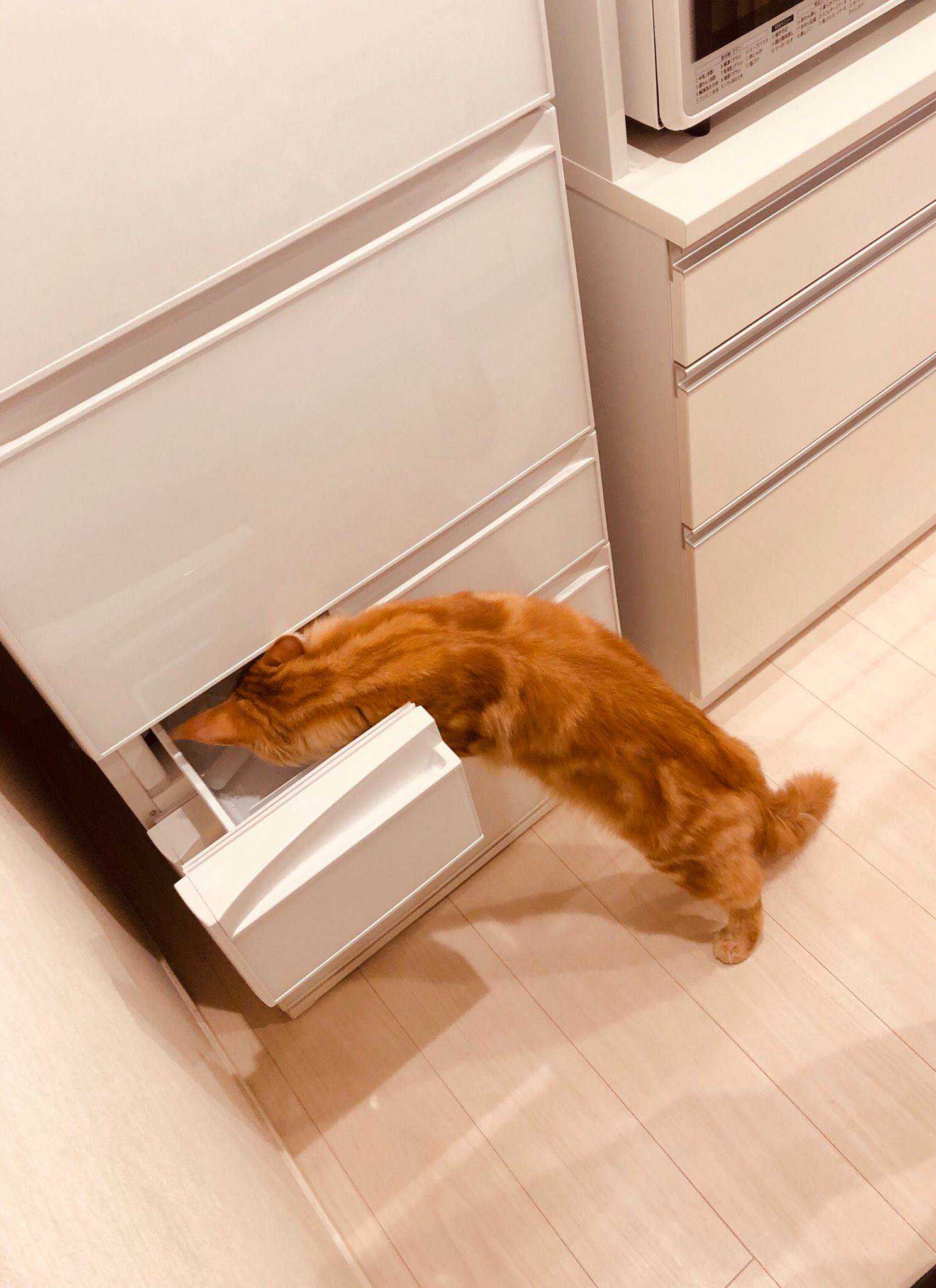 杂图6-我家的猫猫是可爱的女孩子！-40原（第7张）