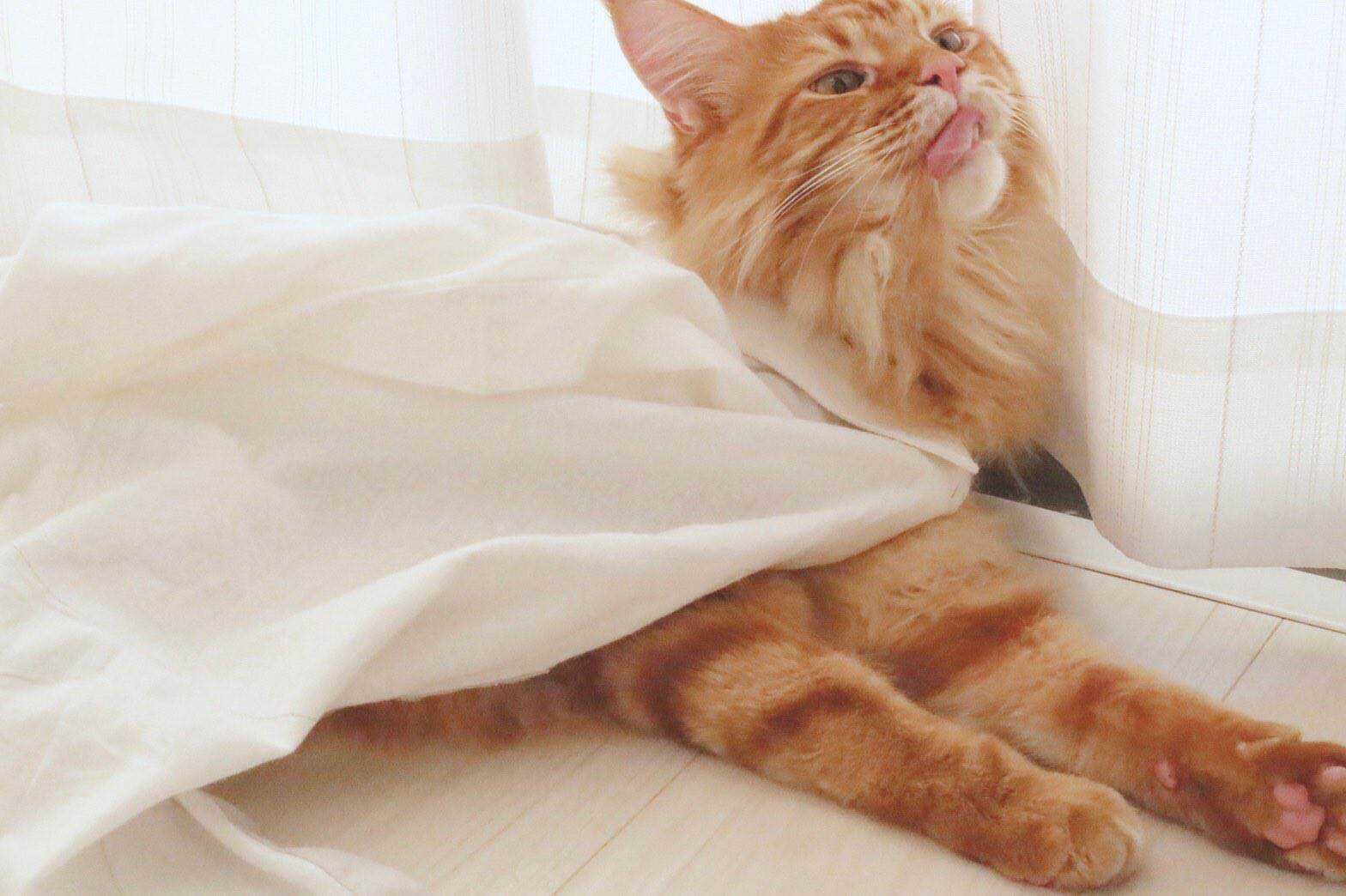 杂图11-我家的猫猫是可爱的女孩子！-40原（第21张）