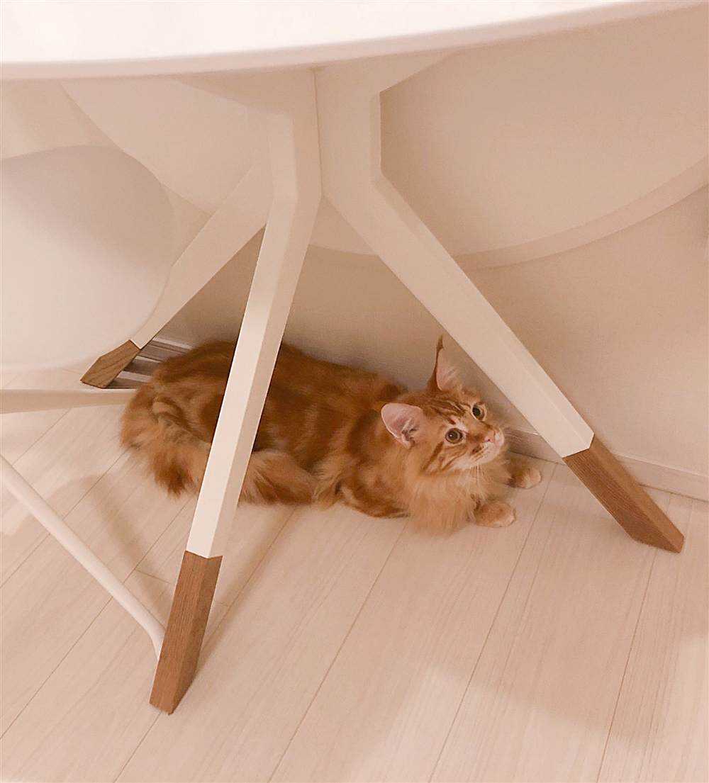 杂图5-我家的猫猫是可爱的女孩子！-40原（第16张）