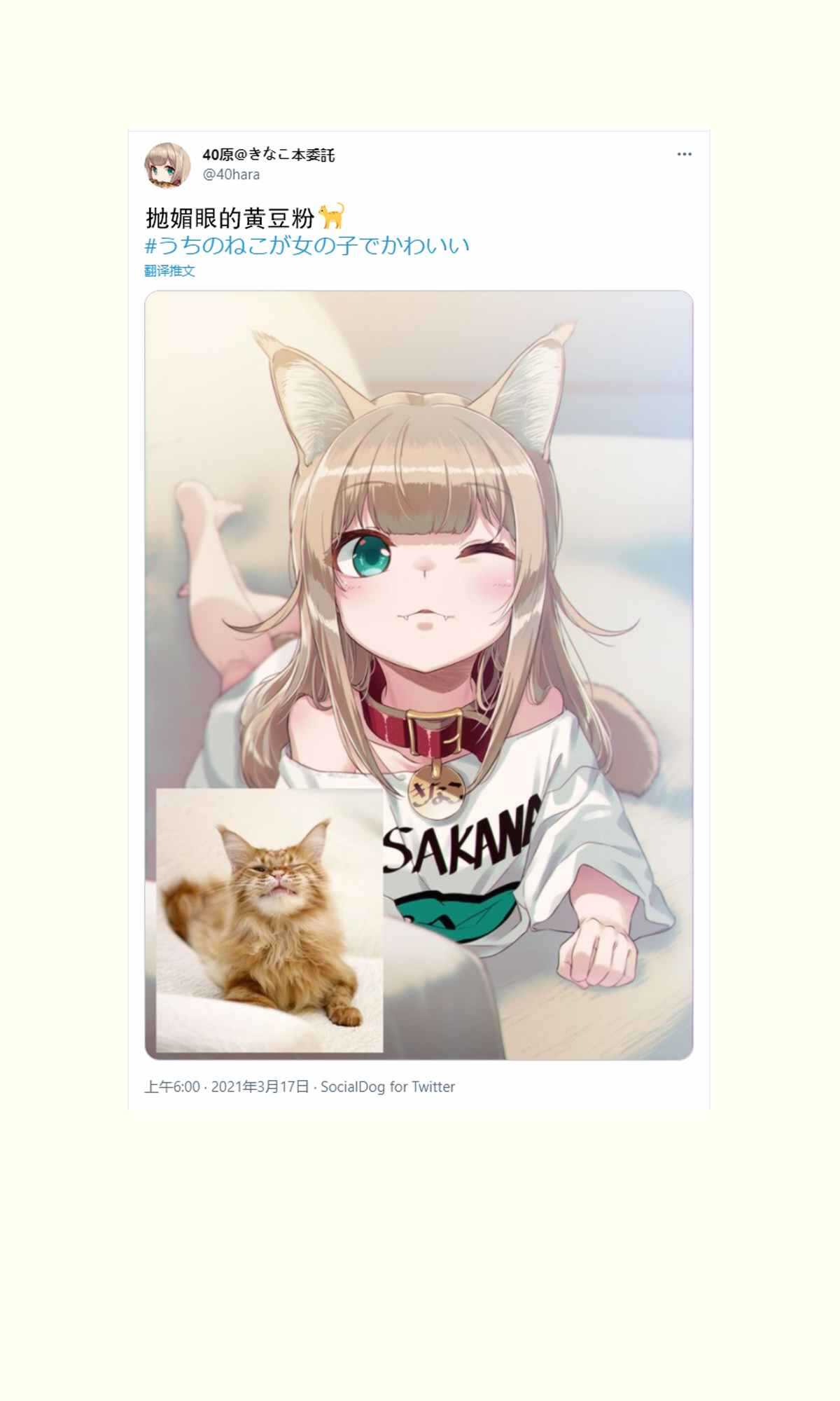 杂图12-我家的猫猫是可爱的女孩子！-40原（第6张）