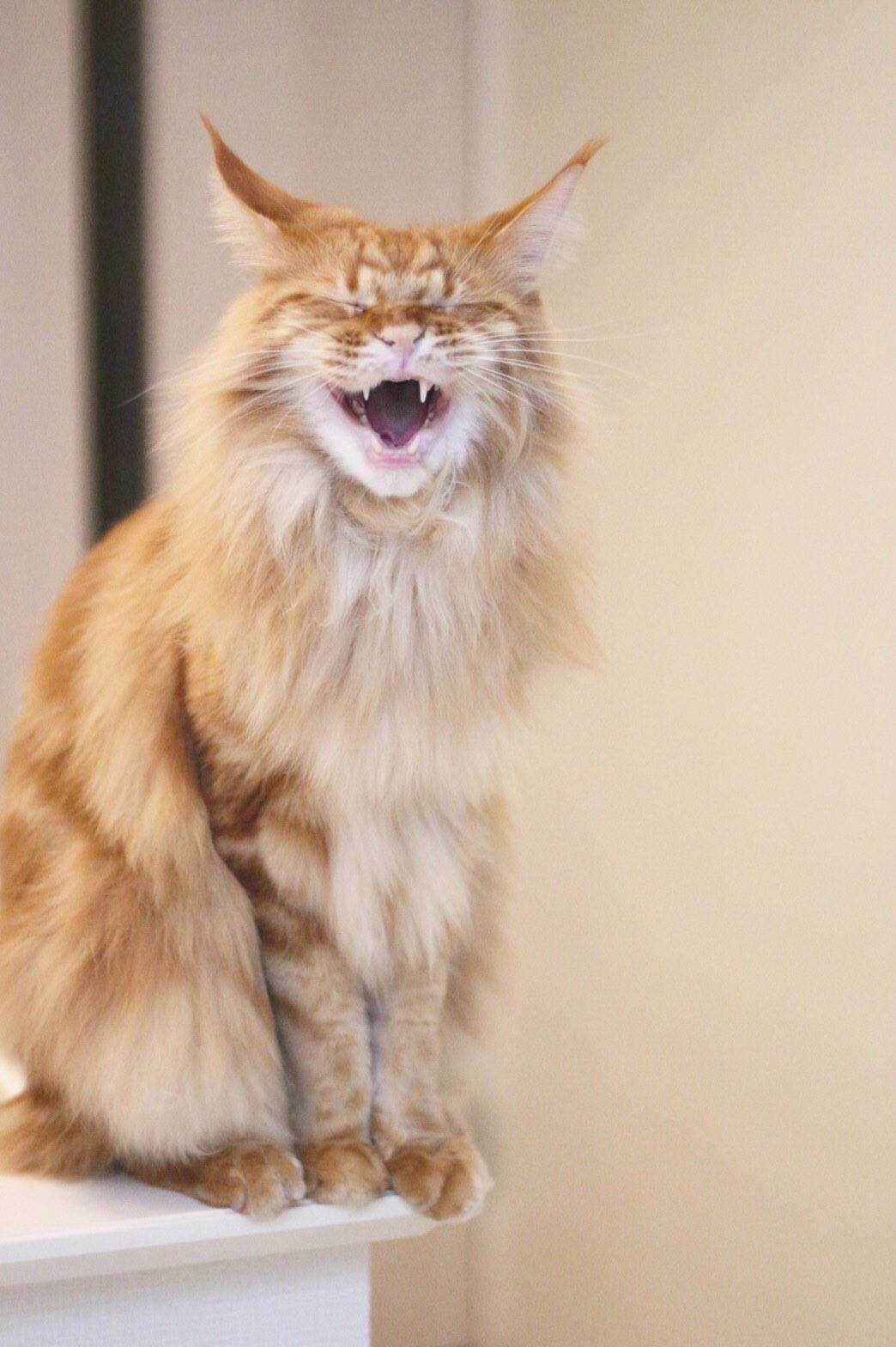 杂图10-我家的猫猫是可爱的女孩子！-40原（第12张）