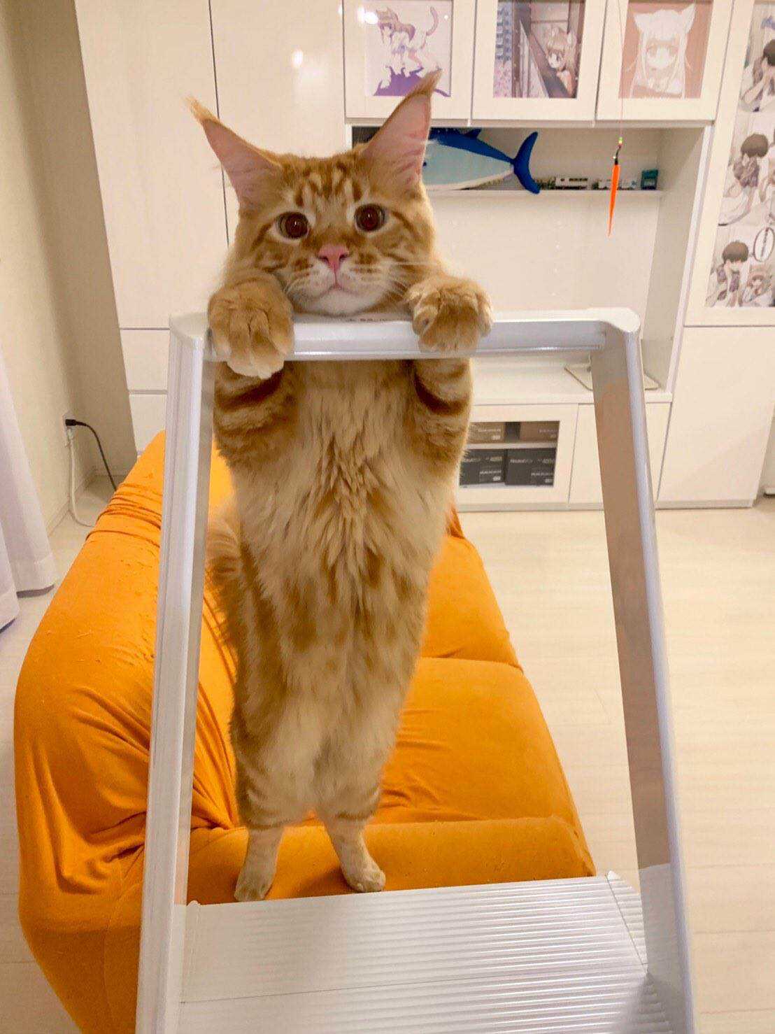 杂图10-我家的猫猫是可爱的女孩子！-40原（第3张）