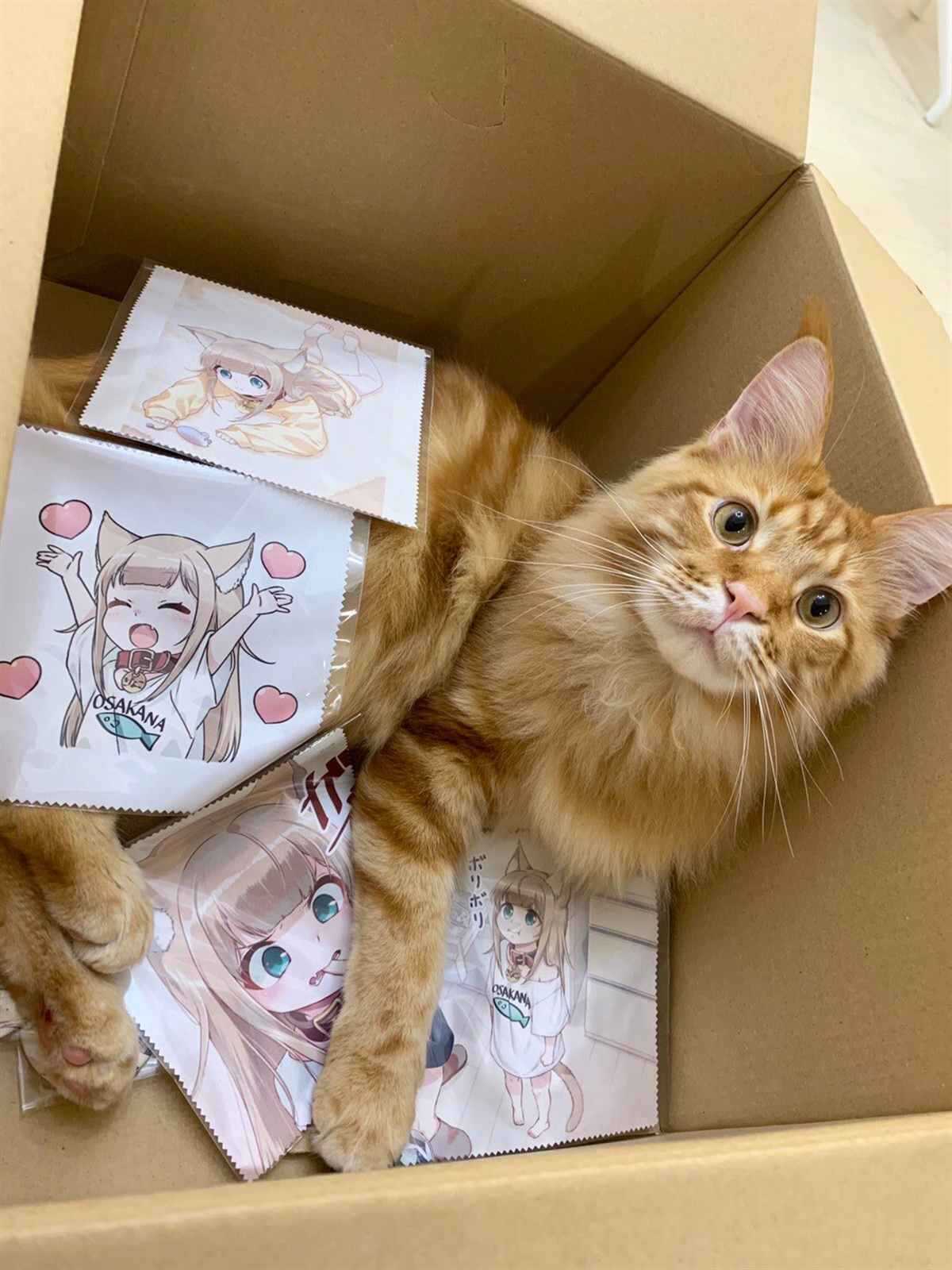 杂图12-我家的猫猫是可爱的女孩子！-40原（第5张）