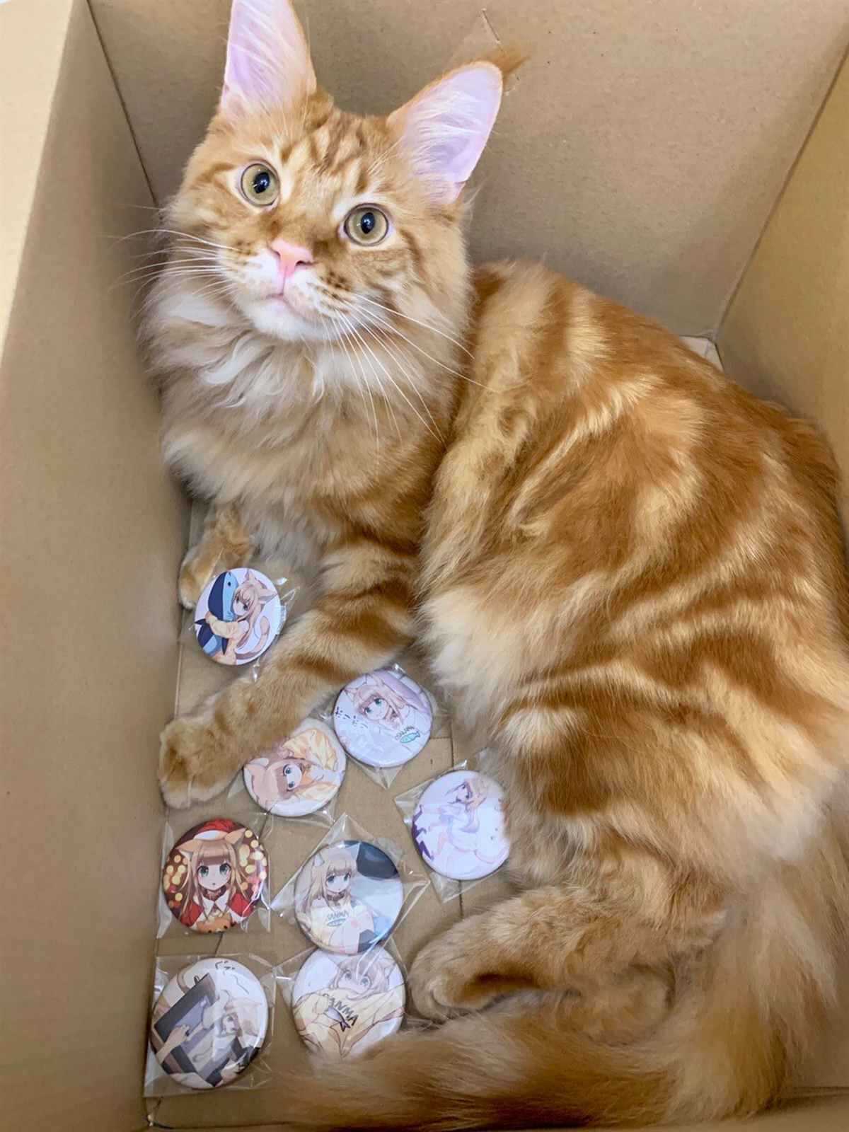 杂图12-我家的猫猫是可爱的女孩子！-40原（第4张）