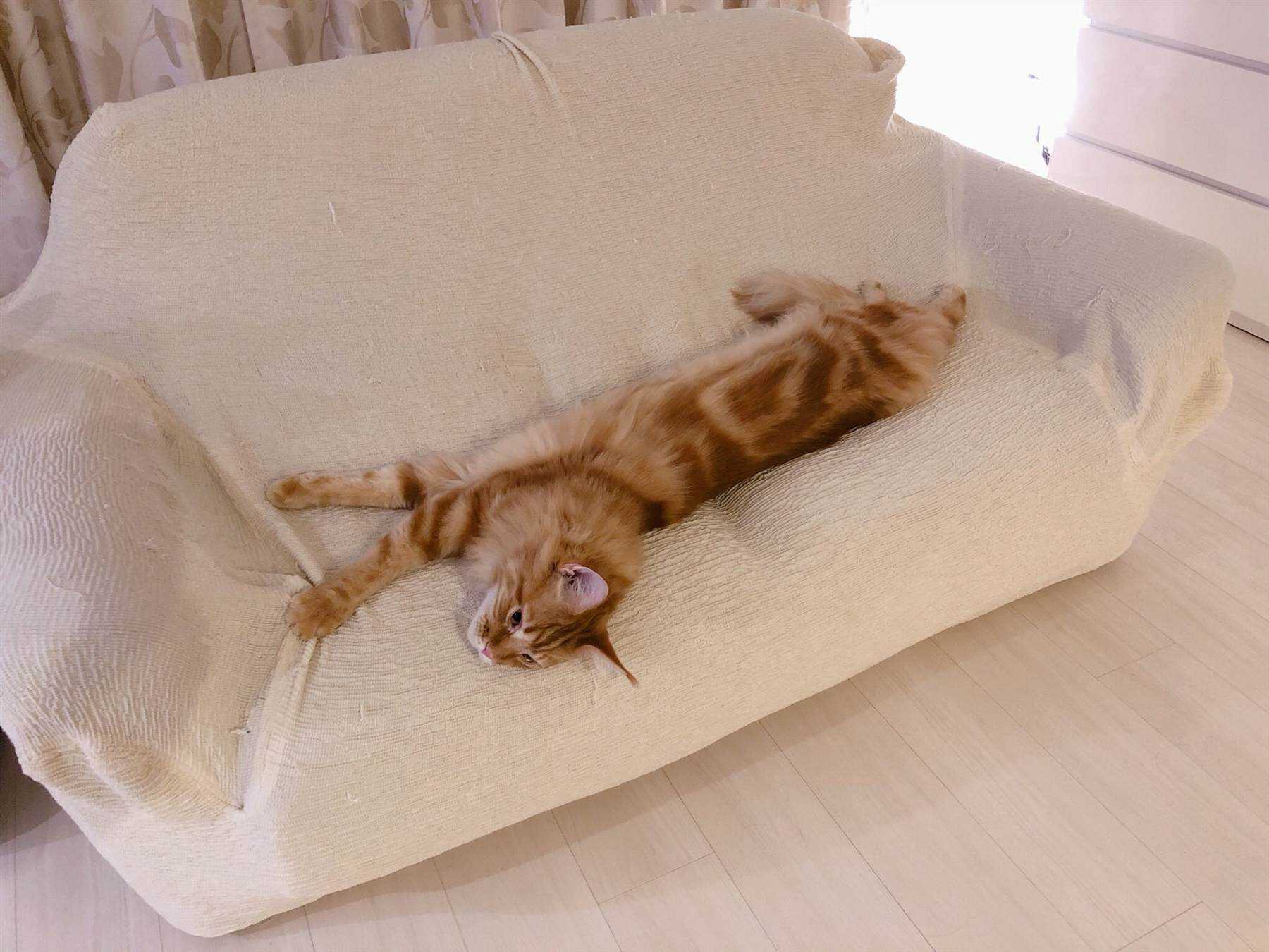 杂图9-我家的猫猫是可爱的女孩子！-40原（第6张）