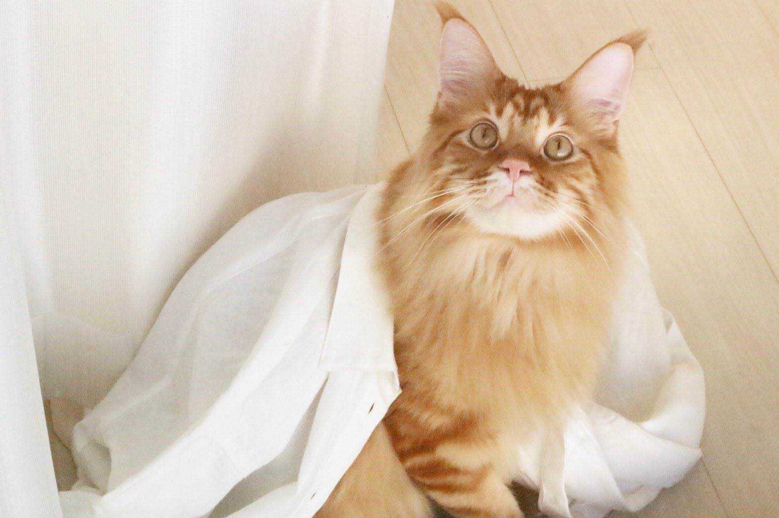 杂图11-我家的猫猫是可爱的女孩子！-40原（第20张）