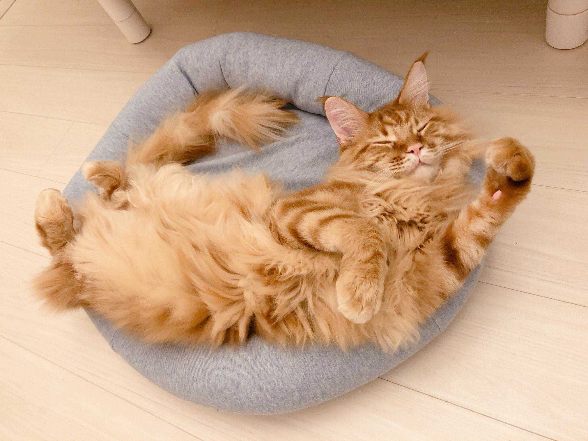 杂图10-我家的猫猫是可爱的女孩子！-40原（第2张）