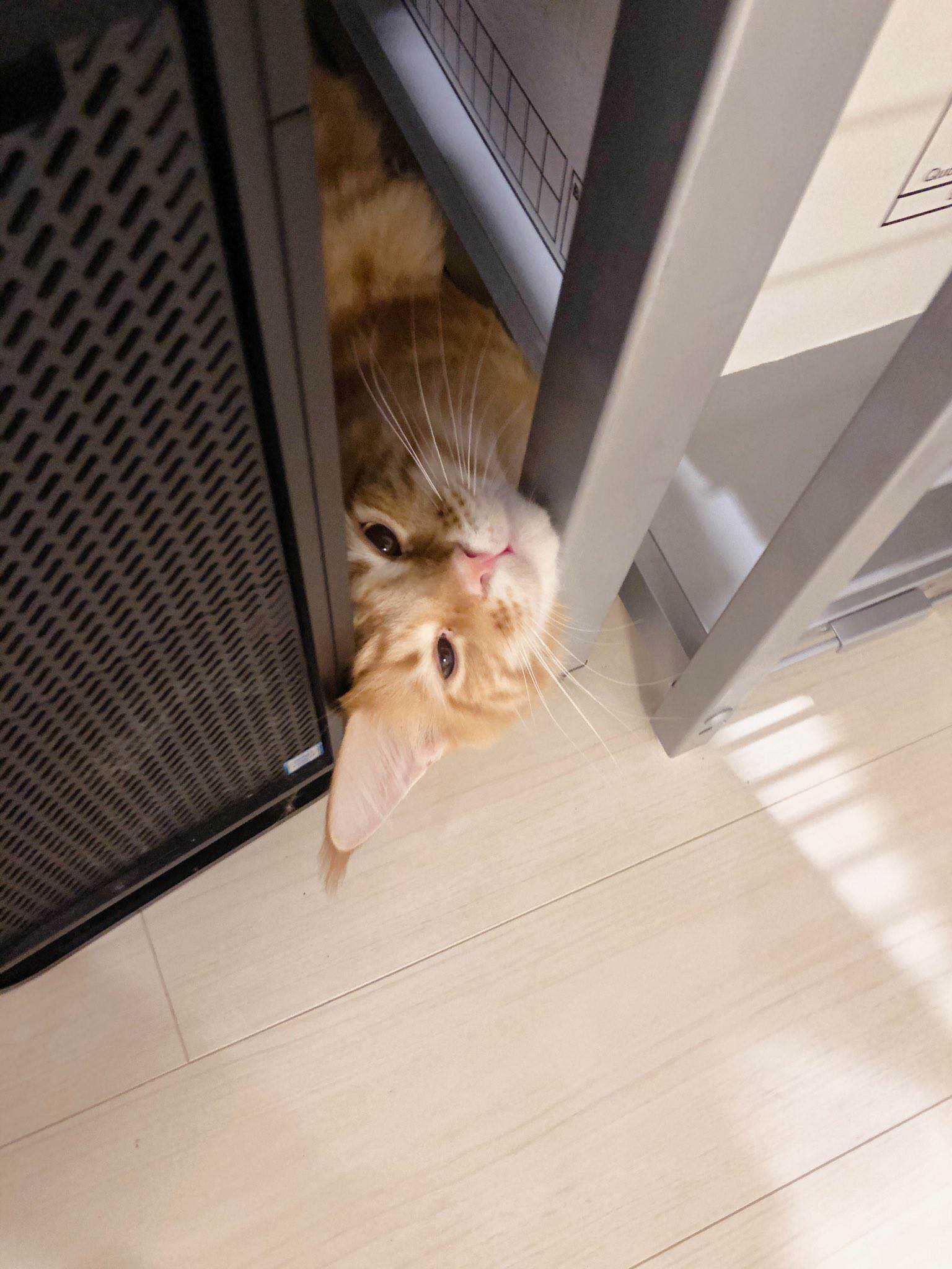 杂图10-我家的猫猫是可爱的女孩子！-40原（第4张）