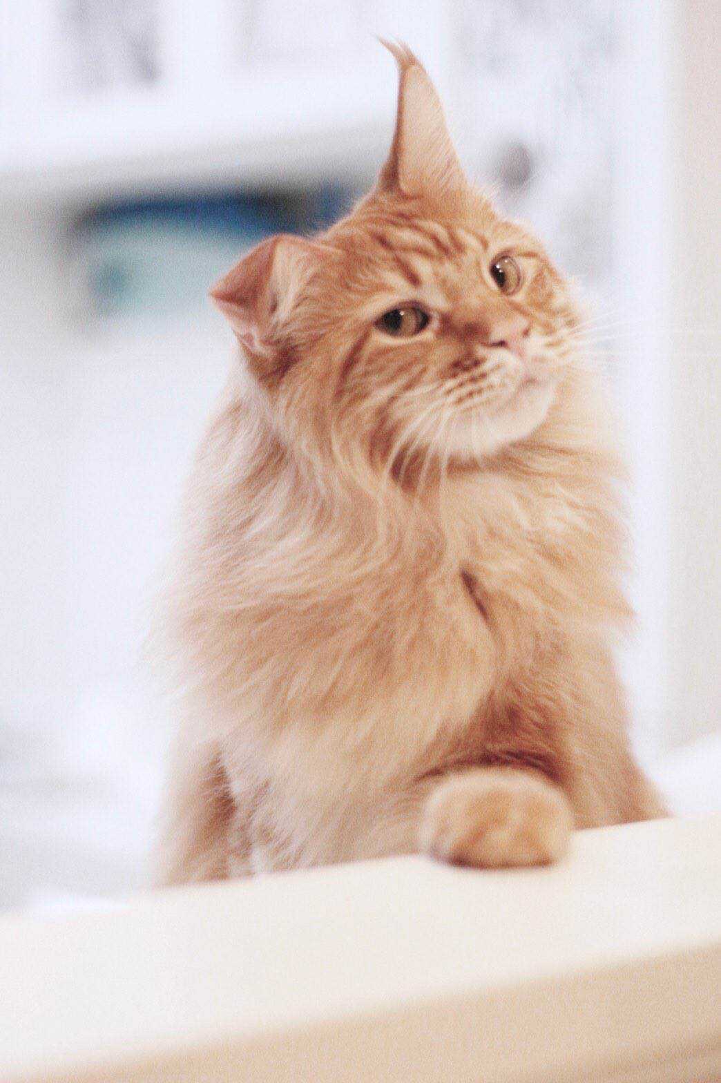 杂图10-我家的猫猫是可爱的女孩子！-40原（第9张）
