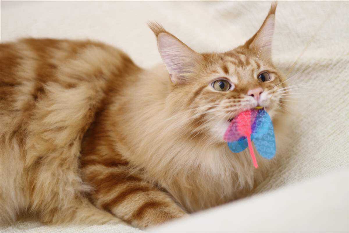 杂图13-我家的猫猫是可爱的女孩子！-40原（第3张）